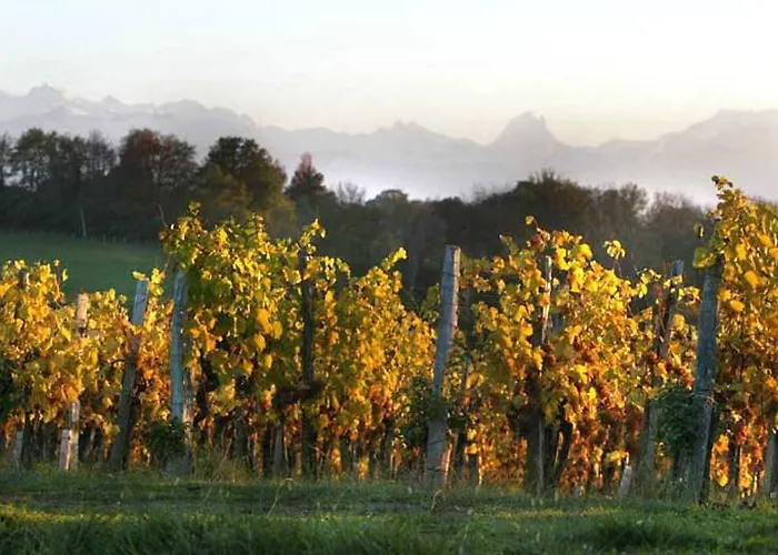 Des Vignes 펜션 모네인